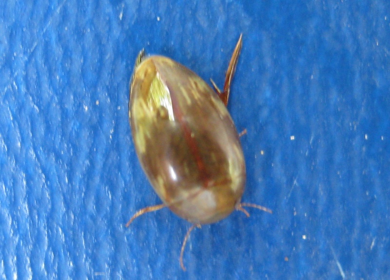 Laccophilus sp. (Dytiscidae) e Peltodytes rotundatus